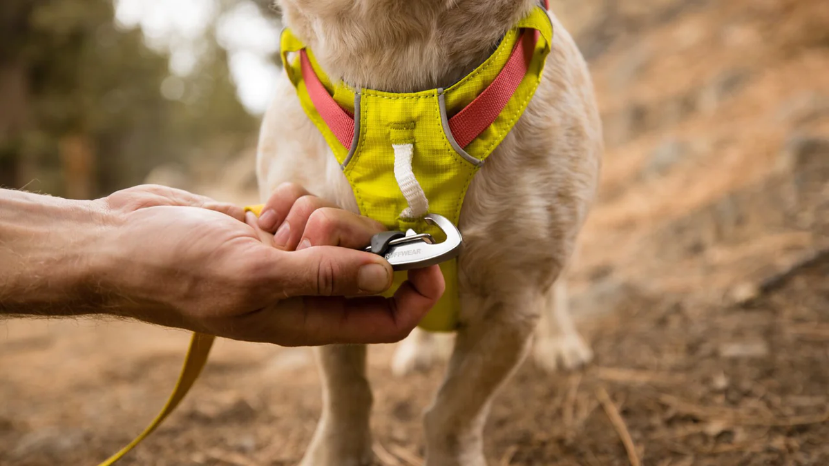 Ruffwear Hi & Light Harness, view 3