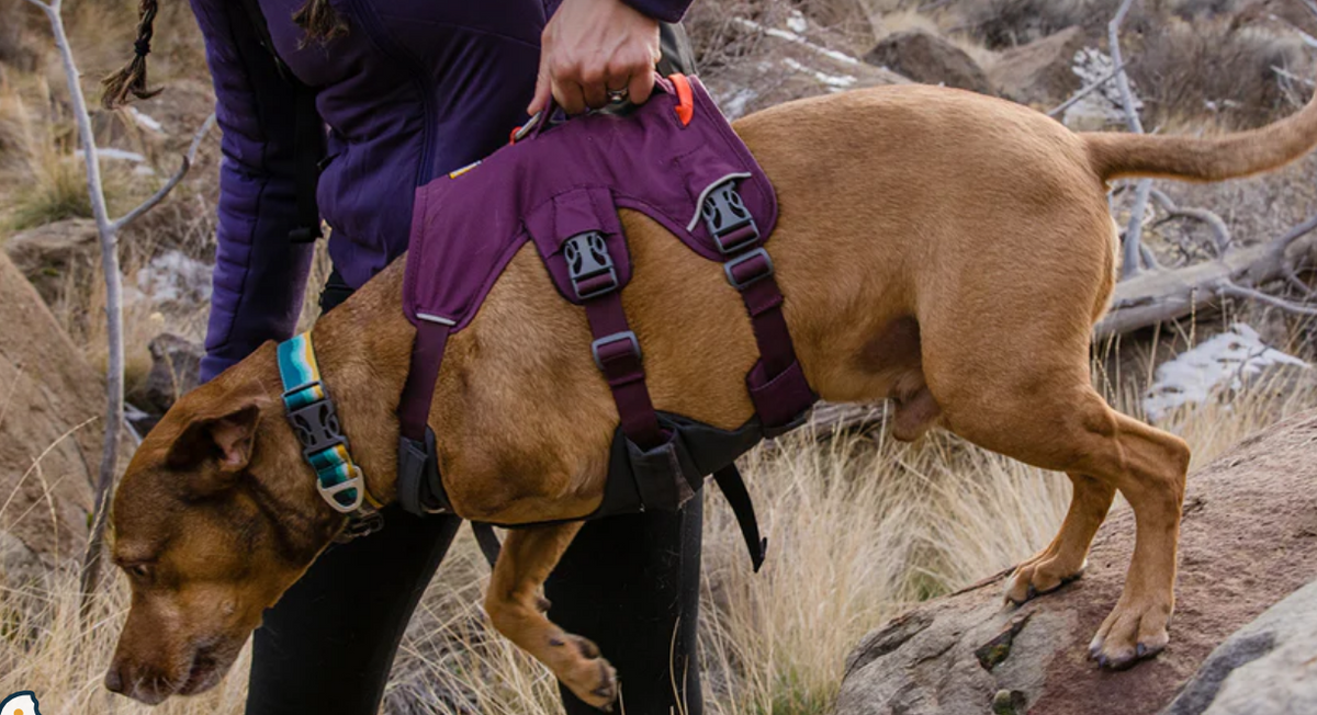 Ruffwear Webmaster, view 3